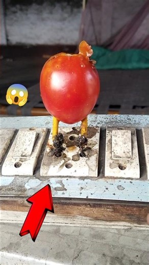 🤔 Tomato vs Current ⚡ कौन Powerful. #shortvideo #experiment #current #shorts #magic