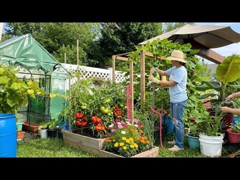 How I Use Chains, Straws, Velcro Tape, T-post & Strings to Save My Massive Tomatoes! 🍅⛓️