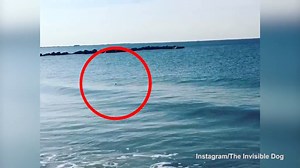 Shark spotted swimming off close to the beach in Coney Island