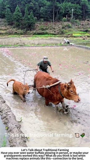 Water Buffalo Plowing – Traditional Rice Field Farming 🐂🌾💧