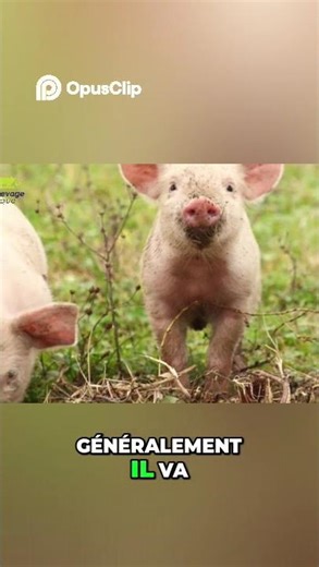 Elevage intensifs vs extensif lequel te rendra riche