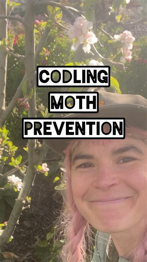 Hannah Moloney on Instagram: "Your annual reminder to do some preventative codling moth treatment for your apple trees! Once night time temperatures hit around 15 degrees coddling moth start to become active. It’s still a bit chilly where I live, but I’m getting an early start. We do this every season as codling moth lives in our neighbourhood so always comes back despite treatments."