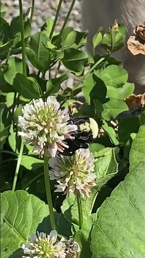 Yellow-faced Bumble Bee Pollinating a Clover Flower with a Chihuahua Audience
