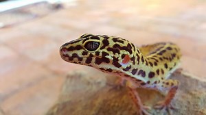 Is Excavator Clay Safe for Leopard Geckos? – Reptiles & Amphibians