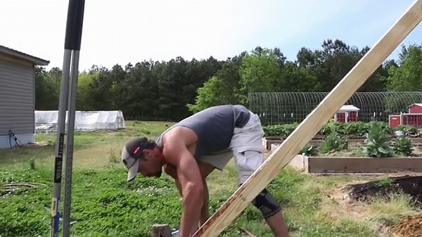 Tomato Trellis Build w/ Cattle Panels | D.I.Y.