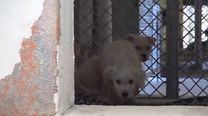 11K views · 517 reactions | UPDATE!!! ALL ADOPTED!! It's so sad to...