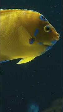 A Cinematic Journey Through the Aquarium | Reef Fish, Coral & Flowing Life in 4K