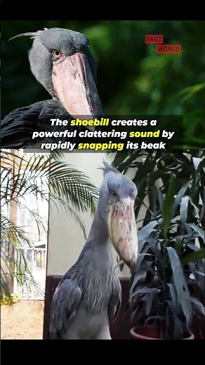 Shoebill Stork Makes Thundering Machine Gun Noises