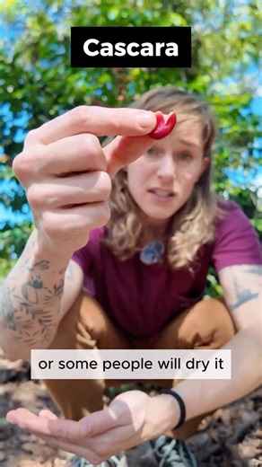 Kat Melheim on Instagram: "Coffee Vocab: Cascara Cascara is the coffee fruit “peel” or husk, technically the exocarp. It protects the seeds inside. If you remove the cascara, it can be used as a component in compost or dried and brewed as cascara tea (which yes, does have some caffeine)! There are also other products that can be made with cascara, like a chocolate substitute or even soda (shoutout to @drink.alldae ). Have you tried cascara? Let me know your thoughts!"
