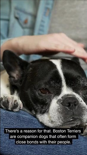 Why Boston Terriers Watch Everything You Do 👀🐾