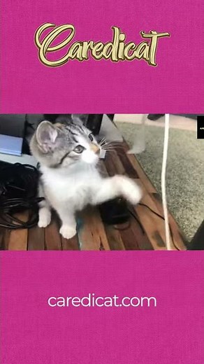 The Life Cycle Of A Cat | 🐈A General Breakdown Of A Cats Life Cycle #shorts