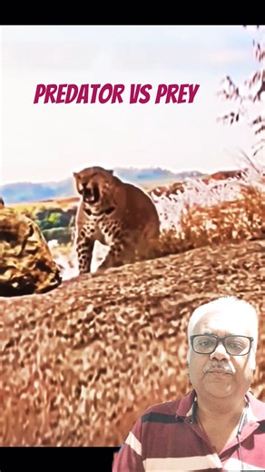 LeopardVsKite #shorts#ytshorts#subscribe#shortsviral#viral#viralvideo#video#shortvideo#feedshorts