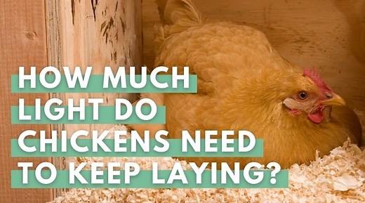 How Much Light Do Chickens Need To Keep Laying? - Eco Peanut