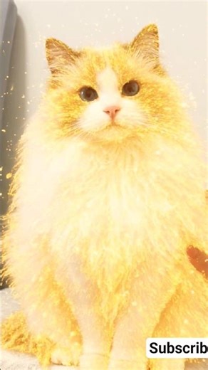 😍 Cute Cat transparent | Cat Shining 🌟