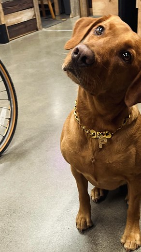 For Princess Peanut our Bothell Shop-Pup every day is a good day! | Seattle Electric Bike