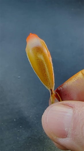 Crazy pattern for chub and trout crankbait