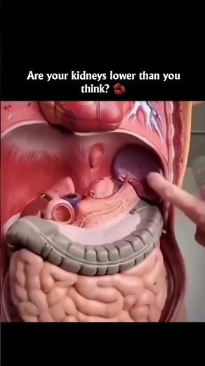 Where Are Your Kidneys Really Located? 🤯 Most People Get It Wrong!