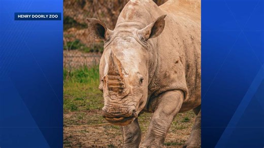 'Leave a lasting memory': Omaha's Henry Doorly Zoo mourning loss of beloved white rhino