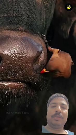 Cleaner Bird” #Oxpecker #OxBird #BirdsOfAfrica #WildlifeFacts #AnimalPartnership#Symbiosis