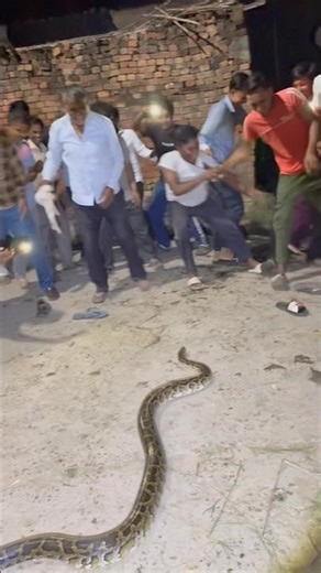 BIG SIZE PYTHON RESCUE 😱‪@chitransh_Bhai2.0‬ #shorts