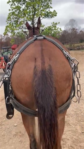 8.8K views · 194 reactions | Well not a good day to work mules cause of the weather but we make a day out of it anyway | Paul V Smith | Facebook