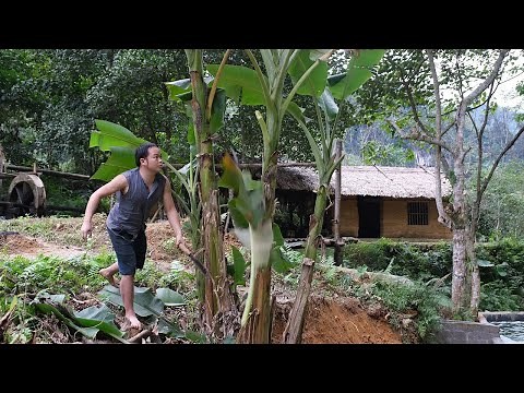 Make a more permanent farm area, search, grow vegetables and work every day - Ep.147