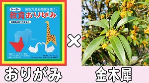 【折り紙】金木犀（キンモクセイ）　簡単な作り方　立体的な折り方　花の折り紙　子供でも作れる折り方【おりがみ】 – ゆいのおりがみ研究室