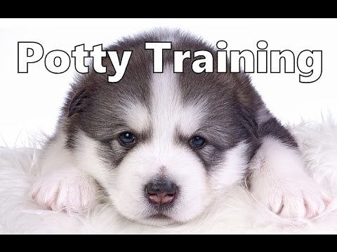 How To Potty Train An Alaskan Malamute Puppy - Alaskan Malamute Training - Alaskan Malamute Puppies