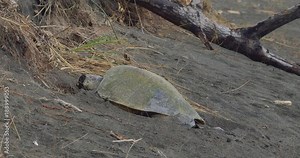 Leatherback Sea Turtle, Laying And Covering Her Eggs, Costa Rica