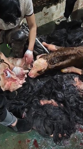 This Orphan Calf Lost Its Mother… give it the taste of mother milk 👀