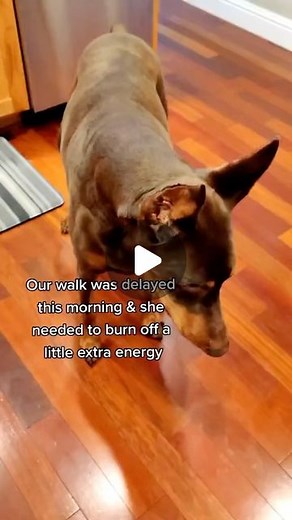 Charles Lindsey, Ruby Dooby Do & Bruce too | #rubytuesday training is all about consistency, repetition, patience and time. Thia is Ruby after years of consistency training. Just... | Instagram