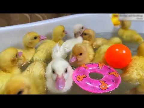 Amazing pekin Duckling Hatching from eggs - New Baby Duck Born