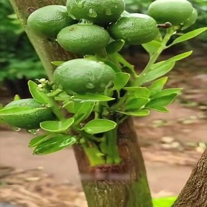 44K views · 656 reactions | A Good Technique Method of Planting a Tree Seedling | Alex Boyé | Facebook