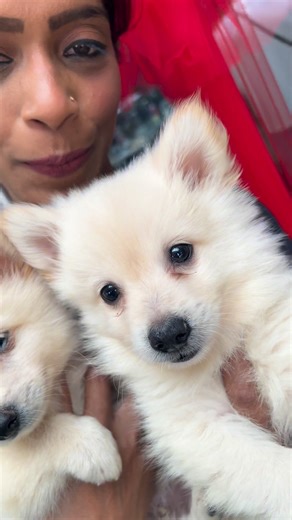 🦋❤️🦋 Meet our BB Mini GERMAN SPITZ “Pomeranian “ stars..! 💕— and yes… we’re totally in LOVE! ✨ Fully prepped & protected: • Vaccines ✅ • Complete Check-up & Deworming done at Vetmania 24/7 Coromandel 🩺 📢 Vetmania Clinic’s Advice: Vaccination starts at 4 weeks (Primo) 🐶 👉 Then every 2 weeks until the 3rd dose 💉 Bonus tip: A Booster Dose 1 month later = stronger protection! 📍#InfoZooMania Karishmah on WhatsApp ☎️ 5258 6996 🔺 Proudly brought to you by #TeamZoomania x #TeamVetmania #WeAreO
