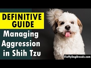 Managing Aggression in Shih Tzu: The Definitive Guide