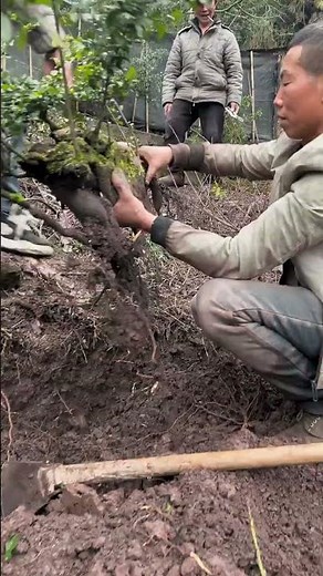 Digging out the Diospyros armata planted in the ground and preparing to put it into a pot