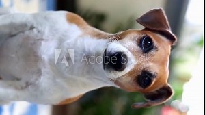 dog calmly looks at the camera. wise beautiful eyes look. At the last second pet Jack Russell terrier leaves the frame. Vertical video footage