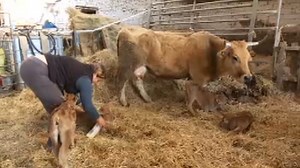 uagn y ganadería intensiva