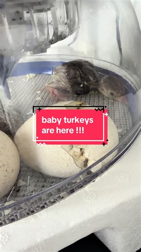 I’ve become turkey mom for the first time 🥹 this whole hatching process actually took like 28 hours.. #turkeytiktok #backyardvibes