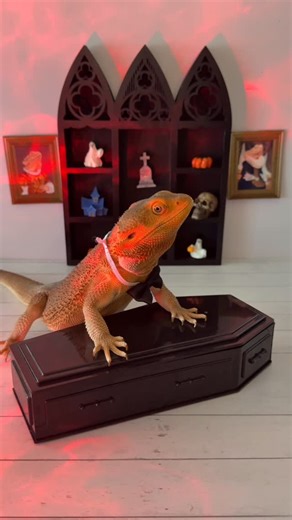 Valerie Musser | Dragon + Dracula = Dragula. 🐉🦇🔥 Perfect spooky season mashup. #SpookySeason #HalloweenVibes #Dragula | Instagram