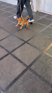 Dog Reactive Jack Russell cross Mini Dachshund. #dachshund #jackrussell #minidachshund #jackrussellterrier #smalldog #reactivedog #aggressivedog #dogtraining #DogTrainer | Big Dog Fellas