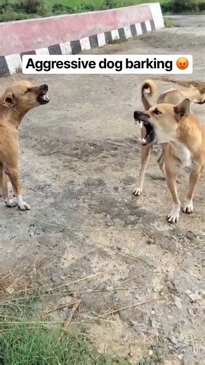 Dogs sound dogs barking loudly |Aggressive dog barking sounds |#shorts #barking #trending