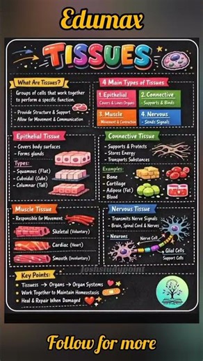 Human Body Tissues Explained | 4 Types of Tissues (Epithelial Connective, Muscle, Nervous #education