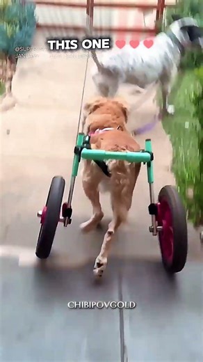 other pets on camera ☺☺but this one ♥♥ #shortsfeed #shrots #love