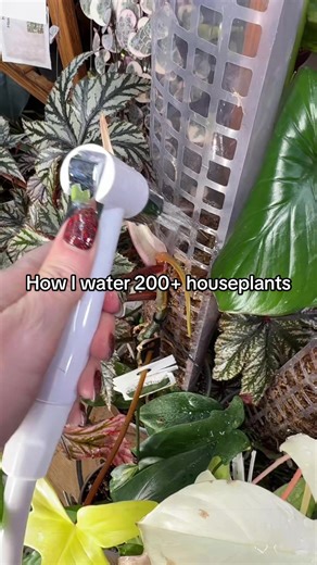 How to Efficiently Water 200 Houseplants