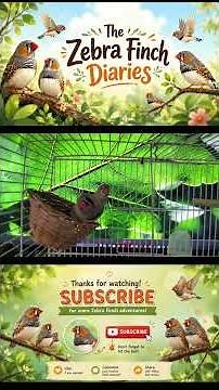 Zebra Finch Nesting Behavior: What to Look For!