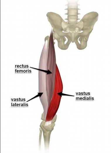 Quadriceps Muscles Explained in Seconds! | Rectus Femoris, Vastus Lateralis & Medialis