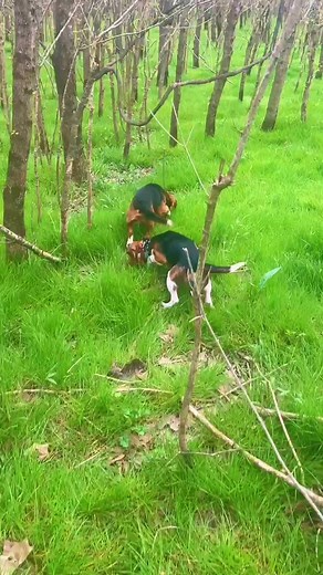 Beagles running a rabbit #PassTheBIC #ComeDanceWithMe #EasyWithAdobeExpress #rabbitdogs #hunting #OscarsAtHome