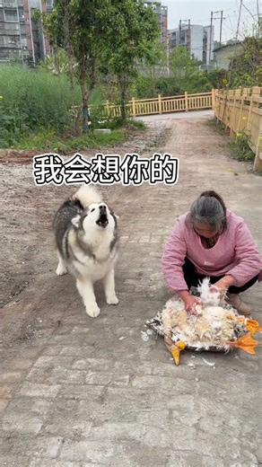 Heartwarming Thank You to a Goose: A touching story of gratitude