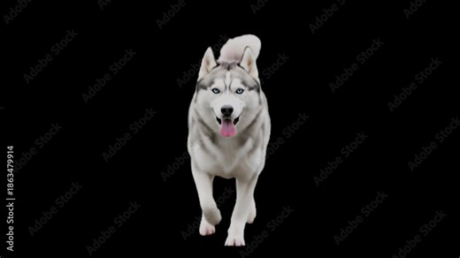 Siberian Husky Dog Running Transparent Background Alpha Channel Pet Footage Wolf Dog 4K
